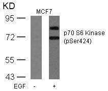 Western blot analysis of extracts from MCF cells untreated or treated with EGF using p70 S6 Kinase(Phospho-Ser424) Antibody.Rabbit anti-Human RPS6KB1 Polyclonal Antibody