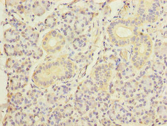 Immunohistochemistry of paraffin-embedded human pancreatic tissue using DNAJB4 Antibody at dilution of 1:100Rabbit anti-Human DNAJB4 Polyclonal Antibody