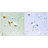 Immunohistochemistry analysis of paraffin-embedded human brain tissue using APLF (Ab-116) antibody.Rabbit anti-Human APLF Polyclonal Antibody