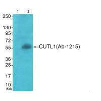 Western blot analysis of extracts from COS7 cells (Lane 2), using APLF (Ab-116) antiobdy. The lane on the left is treated with systhesized peptide.Rabbit anti-Human APLF Polyclonal Antibody