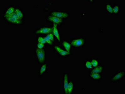 Immunofluorescent analysis of HepG2 cells using APOH Antibody at dilution of 1:100 and Alexa Fluor 488-congugated AffiniPure Goat Anti-Rabbit IgG(H+L)Rabbit anti-Human APOH Polyclonal Antibody