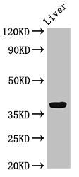 Western Blot | Positive WB detected in: Rat liver tissue | All lanes: APOH antibody at 3.2μg/ml | Secondary | Goat polyclonal to rabbit IgG at 1/50000 dilution | Predicted band size: 39 kDa | Observed band size: 39 kDaRabbit anti-Human APOH Polyclonal Antibody