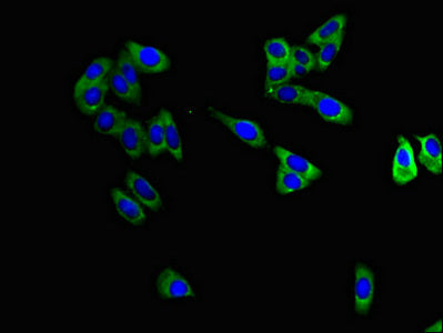 Immunofluorescent analysis of HepG2 cells using MAPT Antibody at dilution of 1:100 and Alexa Fluor 488-congugated AffiniPure Goat Anti-Rabbit IgG(H+L)