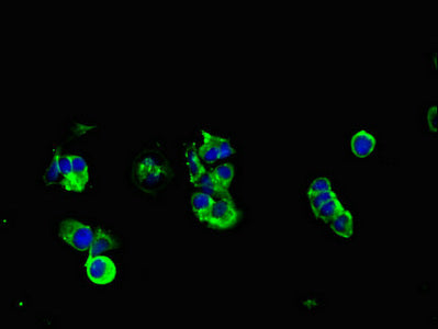Immunofluorescent analysis of MCF-7 cells using MUC1 Antibody at dilution of 1:100 and Alexa Fluor 488-congugated AffiniPure Goat Anti-Rabbit IgG(H+L)Rabbit anti-Human MUC1 Polyclonal Antibody