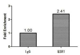 Chromatin Immunoprecipitation MCF-7 (1.1*106) were cross-linked with formaldehyde, sonicated, and immunoprecipitated with 4µg anti-ESR1 or a control normal rabbit IgG. The resulting ChIP DNA was quantified using real-time PCR with primers (the antibody against the ESR1 promoter.Rabbit anti-Human ESR1 Polyclonal Antibody