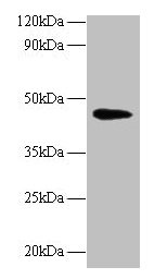 Western blot  | All lanes: NAPSA antibody at 2µg/ml + Mouse kidney tissue  | Secondary  | Goat polyclonal to rabbit IgG at 1/10000 dilution  | Predicted band size: 46 kDa  | Observed band size: 46 kDaRabbit anti-Human NAPSA Polyclonal Antibody
