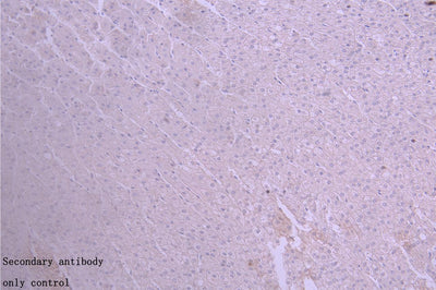 Immunohistochemistry of paraffin-embedded human placenta tissue using the antibody at dilution of 1:50