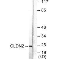 Western blot analysis of extracts from NIH/3T3 cells, using Claudin 2 antibody.Rabbit anti-Human CLDN2 Polyclonal Antibody