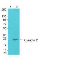 Western blot analysis of extracts from HuvEc cells (Lane 2), using Claudin 2 antiobdy. The lane on the left is treated with synthesized peptide.Rabbit anti-Human CLDN2 Polyclonal Antibody