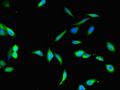 Immunofluorescent analysis of Hela cells using BHMT2 Antibody at dilution of 1:100 and Alexa Fluor 488-congugated AffiniPure Goat Anti-Rabbit IgG(H+L)