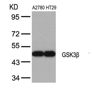 Western blot analysis of extracts from A2780 and HT29 cells using GSK3b(Ab-9) Antibody.Rabbit anti-Human GSK3B Polyclonal Antibody