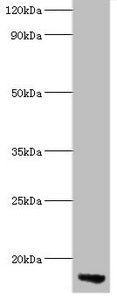 Western blot  | All lanes: APOC3 antibody at 2µg/ml + Rat liver tissue  | Secondary  | Goat polyclonal to rabbit lgG at 1/15000 dilution  | Predicted band size: 11 kDa  | Observed band size: 11 kDaRabbit anti-Human APOC3 Polyclonal Antibody