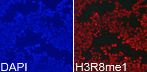 Immunofluorescence analysis of 293T cell using  H3R8me1 antibody. Blue: DAPI for nuclear staining.Rabbit anti-Human HIST3H3 Polyclonal Antibody