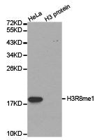 Western blot analysis of extracts of HeLa cell line and H3 protein expressed in E.coli., using H3R8me1antibody.Rabbit anti-Human HIST3H3 Polyclonal Antibody