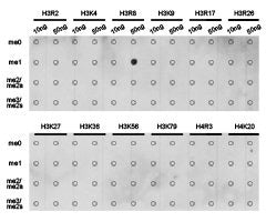 Dot-blot analysis of all sorts of methylation peptides  using H3R8me1 antibody.Rabbit anti-Human HIST3H3 Polyclonal Antibody