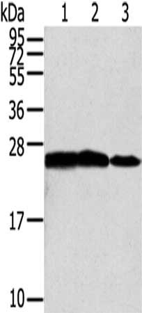 Gel: 12%SDS-PAGE,Lysate: 40 μg,Lane 1-3: Hela cells, Jurkat cells, Mouse kidney tissue,Primary antibody: RAN Antibody(RAN Antibody) at dilution 1/200 dilution,Secondary antibody: Goat anti rabbit IgG at 1/8000 dilution,Exposure time: 30 secondsRabbit anti-Human RAN Polyclonal Antibody