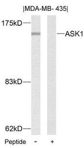 Western blot analysis of extracts from MDA-MB- 435 cells using ASK1(Ab-83) Antibody and the same antibody preincubated with blocking peptide.