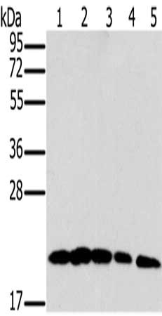 Gel: 10%SDS-PAGE, Lysate: 40 μg, Lane 1-5: Jurkat cells, K562 cells, lncap cells, hepg2 cells, hela cells, Primary antibody: MRPL11 Antibody(MRPL11 Antibody) at dilution 1/300, Secondary antibody: Goat anti rabbit IgG at 1/8000 dilution, Exposure time: 15 seconds
