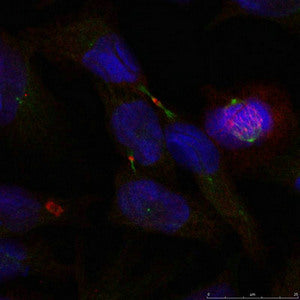 Immunofluorescence staining of methanol-fixed Hela cells using Elk1(Ab-389) Antibody.Rabbit anti-Human ELK1 Polyclonal Antibody