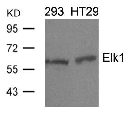 Western blot analysis of extracts from 293 and HT29 cells using Elk1(Ab-389) Antibody.Rabbit anti-Human ELK1 Polyclonal Antibody