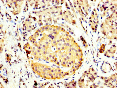 IHC image of the antibody diluted at 1:400 and staining in paraffin-embedded human pancreatic tissue performed on a Leica BondTM system. After dewaxing and hydration, antigen retrieval was mediated by high pressure in a citrate buffer (pH 6.0). Section was blocked with 10% normal goat serum 30min at RT. Then primary antibody (1% BSA) was incubated at 4°C overnight. The primary is detected by a biotinylated secondary antibody and visualized using an HRP conjugated SP system.