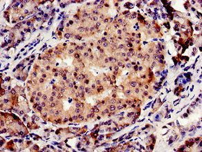 Immunocytochemistry analysis of human pancreatic tissue using CBS Antibody at dilution of 1:100