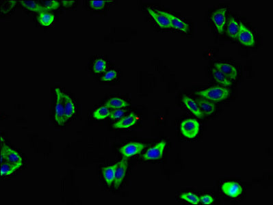 Immunofluorescent analysis of HepG2 cells using KL Antibody at dilution of 1:100 and Alexa Fluor 488-congugated AffiniPure Goat Anti-Rabbit IgG(H+L)