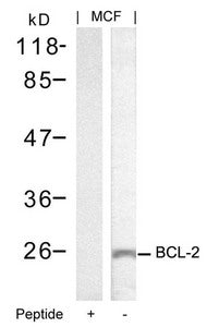 Western blot analysis of extracts from MCF cells using BCL-2(Ab-70) Antibody and the same antibody preincubated with blocking peptide.