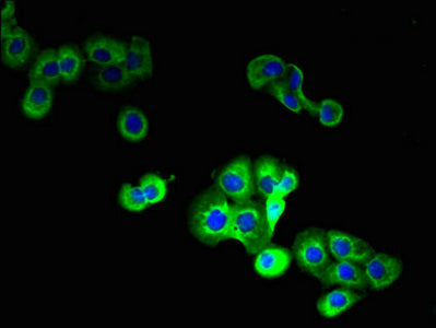 Immunofluorescent analysis of A431 cells using STEAP1 Antibody at dilution of 1:100 and Alexa Fluor 488-congugated AffiniPure Goat Anti-Rabbit IgG(H+L)Rabbit anti-Human STEAP1 Polyclonal Antibody