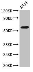 Western Blot  | Positive WB detected in: A549 whole cell lysate  | All lanes: PODXL antibody at 2.6µg/ml  | Secondary  | Goat polyclonal to rabbit IgG at 1/50000 dilution  | Predicted band size: 59, 56 kDa  | Observed band size: 59 kDaRabbit anti-Human PODXL Polyclonal Antibody