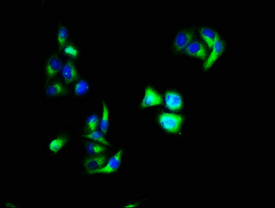Immunofluorescence staining of Hela cells with the antibody at 1:66, counter-stained with DAPI. The cells were fixed in 4% formaldehyde, permeabilized using 0.2% Triton X-100 and blocked in 10% normal Goat Serum. The cells were then incubated with the antibody overnight at 4°C. The secondary antibody was Alexa Fluor 488-congugated AffiniPure Goat Anti-Rabbit IgG(H+L).Rabbit anti-Human ANXA1 Polyclonal Antibody