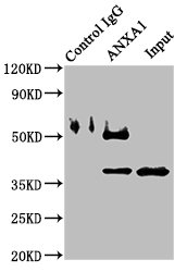 Immunoprecipitating ANXA1 in K562 whole cell lysate  | Lane 1: Rabbit control IgG instead of ANXA1 Antibody in K562 whole cell lysate. For western blotting, a HRP-conjugated Protein G antibody was used as the secondary antibody (1/2000)  | Lane 2: ANXA1 Antibody (8µg) + K562 whole cell lysate (500µg)  | Lane 3: K562 whole cell lysate (10µg)Rabbit anti-Human ANXA1 Polyclonal Antibody