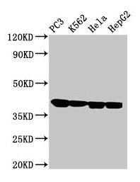 Western Blot  | Positive WB detected in: PC-3 whole cell lysate, K562 whole cell lysate, Hela whole cell lysate, HepG2 whole cell lysate  | All lanes: ANXA1 antibody at 2µg/ml  | Secondary  | Goat polyclonal to rabbit IgG at 1/50000 dilution  | Predicted band size: 39 kDa  | Observed band size: 39 kDaRabbit anti-Human ANXA1 Polyclonal Antibody