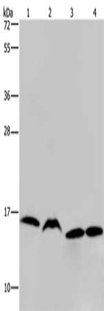 Gel: 10%SDS-PAGE, Lysate: 40 μg, Lane 1-4: K562 cells, Raji cells, Hela cells, 293T cells, Primary antibody: HIST1H2AH Antibody(HIST1H2AH Antibody) at dilution 1/250, Secondary antibody: Goat anti rabbit IgG at 1/8000 dilution, Exposure time: 10 secondsRabbit anti-Human HIST1H2AH Polyclonal Antibody