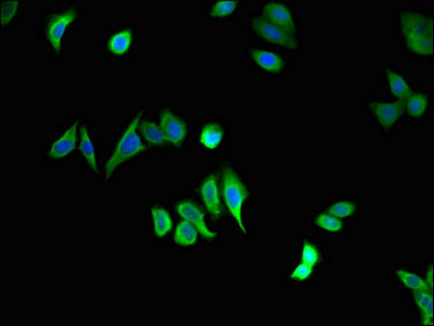 Immunofluorescent analysis of HepG2 cells using STAU1 Antibody at dilution of 1:100 and Alexa Fluor 488-congugated AffiniPure Goat Anti-Rabbit IgG(H+L)Rabbit anti-Human STAU1 Polyclonal Antibody