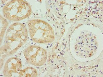 Immunohistochemistry of paraffin-embedded human kidney tissue using the antibody at dilution of 1:100