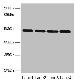 Western blot  | All lanes: INHBB antibody at 2µg/ml  | Lane 1: U87 whole cell lysate  | Lane 2: A549 whole cell lysate  | Lane 3: A431 whole cell lysate  | Lane 4: Hela whole cell lysate  | Secondary  | Goat polyclonal to rabbit IgG at 1/10000 dilution  | Predicted band size: 46 kDa  | Observed band size: 46 kDa