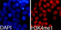 Immunofluorescence analysis of 293T cell using  H3K4me1antibody. Blue: DAPI for nuclear staining.Rabbit anti-Human HIST3H3 Polyclonal Antibody