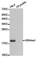 Western blot analysis of extracts of HeLa cell line and H3 protein expressed in E.coli., using H3K4me1 antibody.Rabbit anti-Human HIST3H3 Polyclonal Antibody