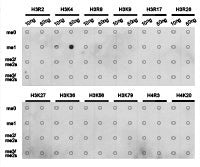 Dot-blot analysis of all sorts of methylation peptides using H3K4me1 antibody.Rabbit anti-Human HIST3H3 Polyclonal Antibody