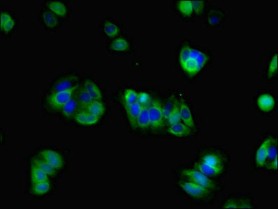 Immunofluorescent analysis of HepG2 cells using GRIN2A Antibody at dilution of 1:100 and Alexa Fluor 488-congugated AffiniPure Goat Anti-Rabbit IgG(H+L)Rabbit anti-Human GRIN2A Polyclonal Antibody