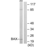 Western blot analysis of extracts from 293 cells, using BAX antibody.