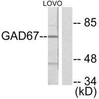 Western blot analysis of extracts from LOVO cells, using GAD67 antibody.Rabbit anti-Human GAD1 Polyclonal Antibody
