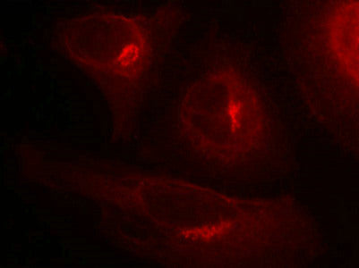 Immunofluorescence staining of methanol-fixed Hela cells showing cytoplasmic staining using GSK3a(Phospho-Ser21) Antibody.Rabbit anti-Human GSK3A Polyclonal Antibody