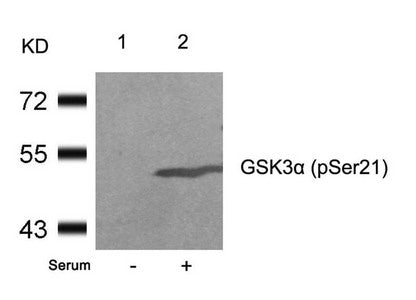 Western blot analysis of extracts from 293 cells untreated(lane 1) or treated with serum(lane 2) using GSK3a(Phospho-Ser21) Antibody.Rabbit anti-Human GSK3A Polyclonal Antibody