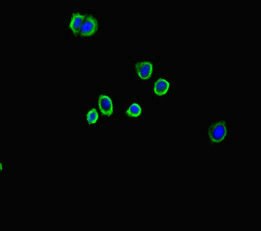 Immunofluorescent analysis of HepG2 cells using A2M Antibody at dilution of 1:100 and Alexa Fluor 488-congugated AffiniPure Goat Anti-Rabbit IgG(H+L)Rabbit anti-Human A2M Polyclonal Antibody