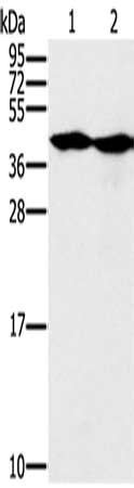 Gel: 12%SDS-PAGE, Lysate: 40 μg, Lane 1-2: Hepg2 cells, k562 cells, Primary antibody: MORF4L1 Antibody(MORF4L1 Antibody) at dilution 1/400, Secondary antibody: Goat anti rabbit IgG at 1/8000 dilution, Exposure time: 1 minute