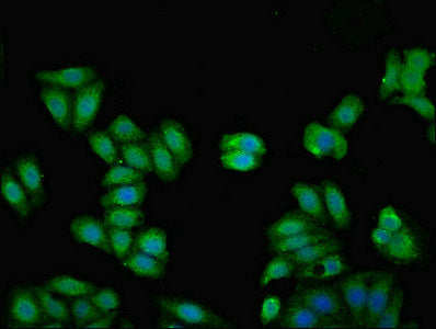 Immunofluorescent analysis of HepG2 cells using KNG1 Antibody at dilution of 1:100 and Alexa Fluor 488-congugated AffiniPure Goat Anti-Rabbit IgG(H+L)
