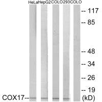 Western blot analysis of extracts from HeLa cells, HepG2 cells, COLO cells and 293 cells, using COX17 antibody.Rabbit anti-Human COX17 Polyclonal Antibody