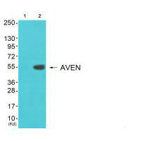 Western blot analysis of extracts from 3T3 cells (Lane 2), using COX17 antiobdy. The lane on the left is treated with synthesized peptide.Rabbit anti-Human COX17 Polyclonal Antibody